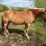 Schouder met lijnen voor behandeling